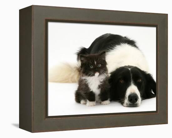 Black-And-White Border Collie Lying Chin on Floor with Black-And-White Kitten-Jane Burton-Framed Premier Image Canvas