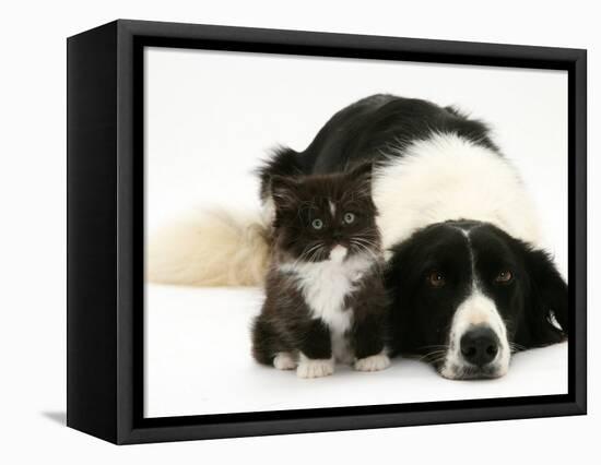 Black-And-White Border Collie Lying Chin on Floor with Black-And-White Kitten-Jane Burton-Framed Premier Image Canvas