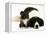 Black-And-White Border Collie Lying Chin on Floor with Black-And-White Kitten-Jane Burton-Framed Premier Image Canvas