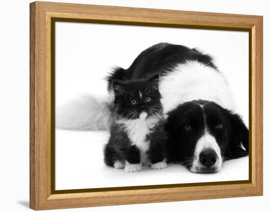 Black-And-White Border Collie Lying Chin on Floor with Black-And-White Kitten-Jane Burton-Framed Premier Image Canvas