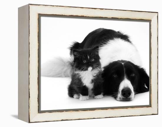 Black-And-White Border Collie Lying Chin on Floor with Black-And-White Kitten-Jane Burton-Framed Premier Image Canvas