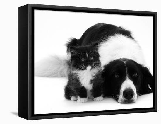 Black-And-White Border Collie Lying Chin on Floor with Black-And-White Kitten-Jane Burton-Framed Premier Image Canvas