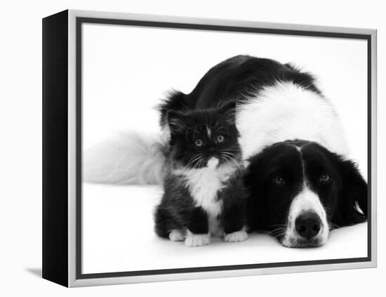 Black-And-White Border Collie Lying Chin on Floor with Black-And-White Kitten-Jane Burton-Framed Premier Image Canvas