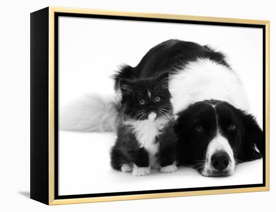 Black-And-White Border Collie Lying Chin on Floor with Black-And-White Kitten-Jane Burton-Framed Premier Image Canvas