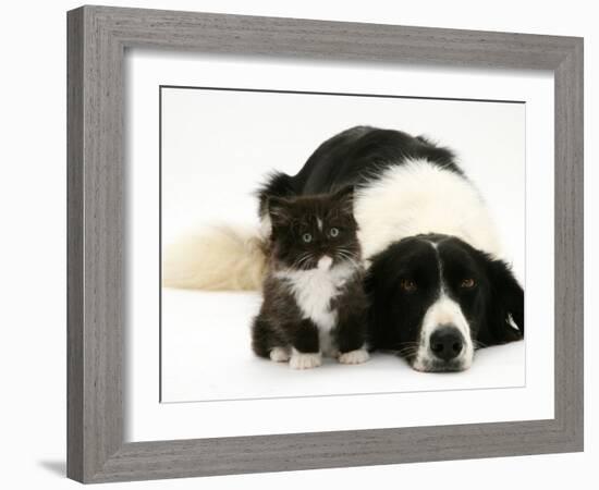 Black-And-White Border Collie Lying Chin on Floor with Black-And-White Kitten-Jane Burton-Framed Photographic Print
