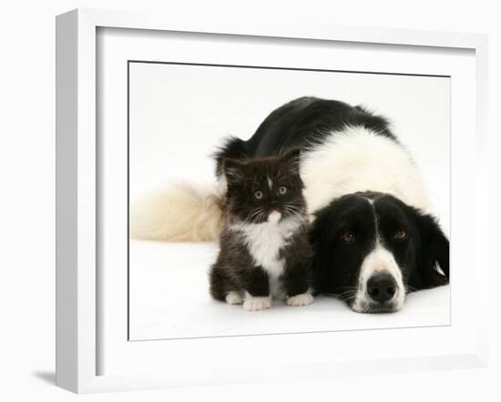 Black-And-White Border Collie Lying Chin on Floor with Black-And-White Kitten-Jane Burton-Framed Photographic Print