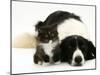 Black-And-White Border Collie Lying Chin on Floor with Black-And-White Kitten-Jane Burton-Mounted Photographic Print