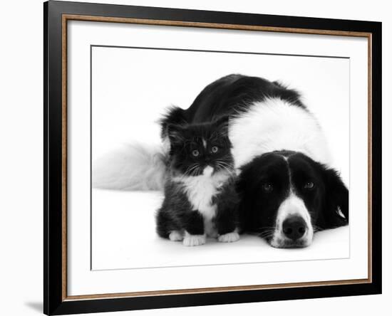 Black-And-White Border Collie Lying Chin on Floor with Black-And-White Kitten-Jane Burton-Framed Photographic Print