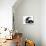 Black-And-White Border Collie Lying Chin on Floor with Black-And-White Kitten-Jane Burton-Photographic Print displayed on a wall
