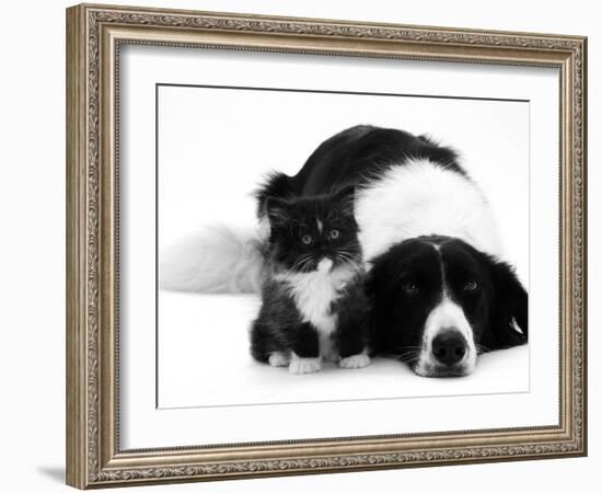 Black-And-White Border Collie Lying Chin on Floor with Black-And-White Kitten-Jane Burton-Framed Photographic Print