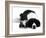 Black-And-White Border Collie Lying Chin on Floor with Black-And-White Kitten-Jane Burton-Framed Photographic Print