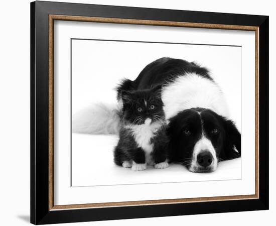 Black-And-White Border Collie Lying Chin on Floor with Black-And-White Kitten-Jane Burton-Framed Photographic Print