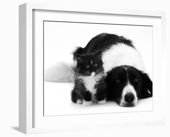 Black-And-White Border Collie Lying Chin on Floor with Black-And-White Kitten-Jane Burton-Framed Photographic Print