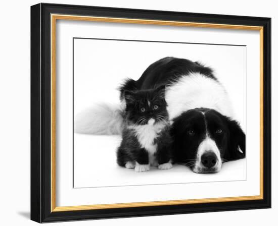 Black-And-White Border Collie Lying Chin on Floor with Black-And-White Kitten-Jane Burton-Framed Photographic Print