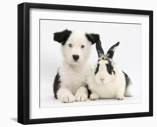 Black and White Border Collie Puppy and Black and White Rabbit-Mark Taylor-Framed Photographic Print