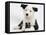 Black and White Border Collie Puppy and Guinea Pig-Mark Taylor-Framed Premier Image Canvas