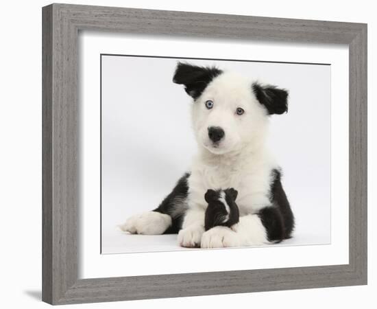 Black and White Border Collie Puppy and Guinea Pig-Mark Taylor-Framed Photographic Print