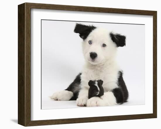 Black and White Border Collie Puppy and Guinea Pig-Mark Taylor-Framed Photographic Print