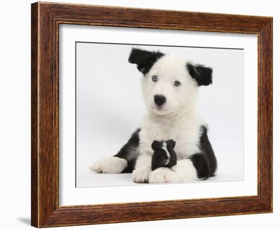 Black and White Border Collie Puppy and Guinea Pig-Mark Taylor-Framed Photographic Print