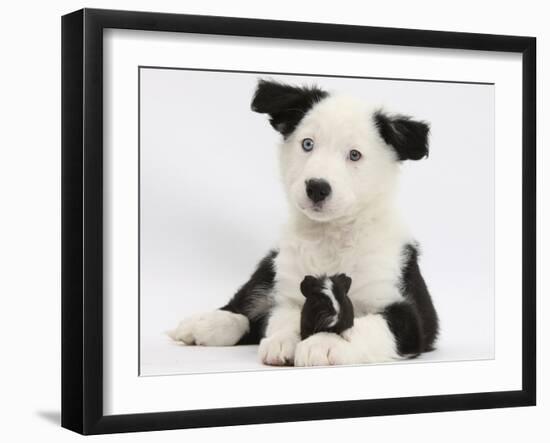 Black and White Border Collie Puppy and Guinea Pig-Mark Taylor-Framed Photographic Print