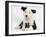 Black and White Border Collie Puppy and Guinea Pig-Mark Taylor-Framed Photographic Print