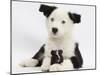 Black and White Border Collie Puppy and Guinea Pig-Mark Taylor-Mounted Photographic Print