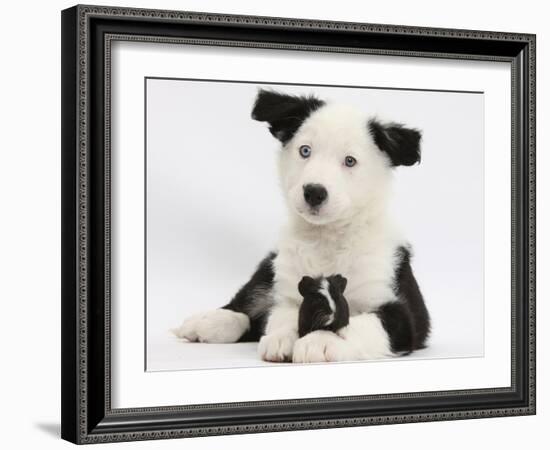 Black and White Border Collie Puppy and Guinea Pig-Mark Taylor-Framed Photographic Print