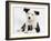 Black and White Border Collie Puppy and Guinea Pig-Mark Taylor-Framed Photographic Print