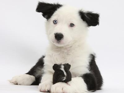 Black And White Border Collie Puppy And Guinea Pig Photographic