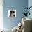 Black-and-white Border collie puppy-Mark Taylor-Photographic Print displayed on a wall