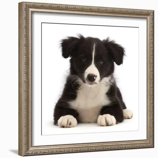 Black-and-white Border collie puppy-Mark Taylor-Framed Photographic Print