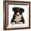 Black-and-white Border collie puppy-Mark Taylor-Framed Photographic Print