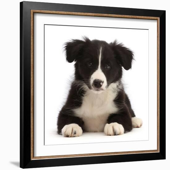 Black-and-white Border collie puppy-Mark Taylor-Framed Photographic Print