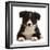 Black-and-white Border collie puppy-Mark Taylor-Framed Photographic Print