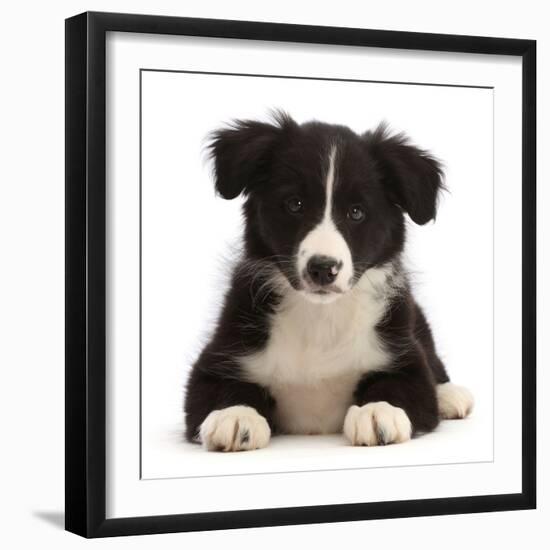 Black-and-white Border collie puppy-Mark Taylor-Framed Photographic Print