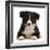 Black-and-white Border collie puppy-Mark Taylor-Framed Photographic Print
