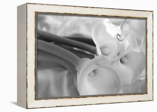 Black and White Calla Study-Anna Miller-Framed Premier Image Canvas