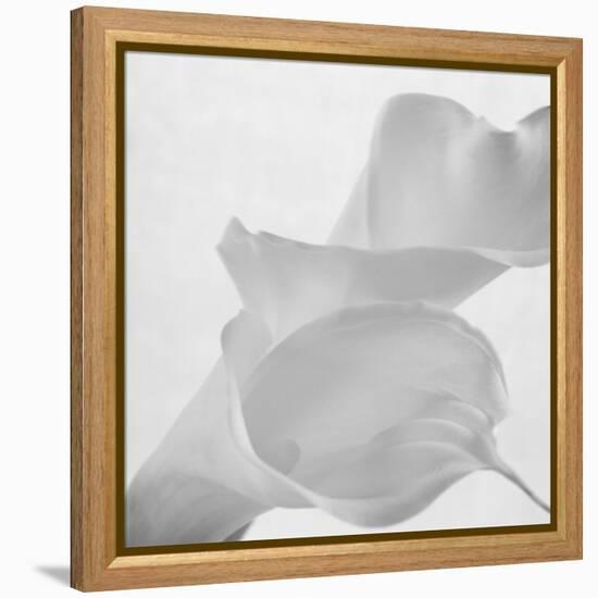 Black and White Calla Study-Anna Miller-Framed Premier Image Canvas