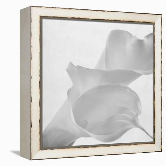 Black and White Calla Study-Anna Miller-Framed Premier Image Canvas