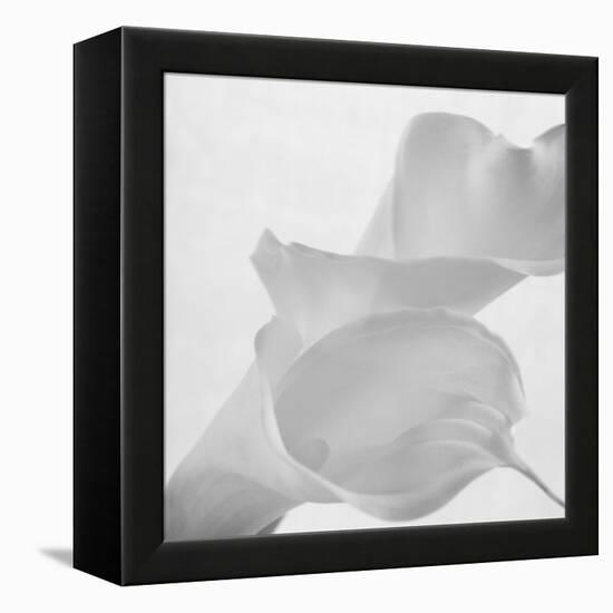 Black and White Calla Study-Anna Miller-Framed Premier Image Canvas