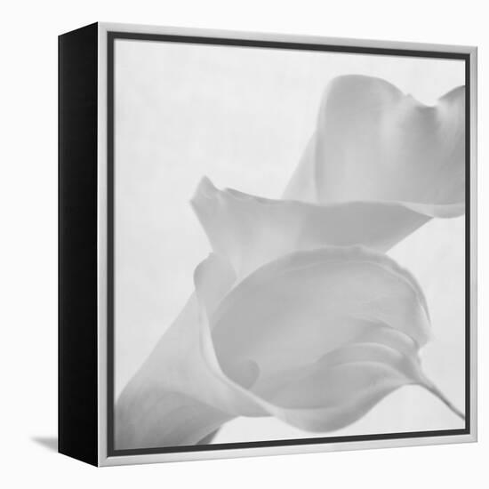 Black and White Calla Study-Anna Miller-Framed Premier Image Canvas