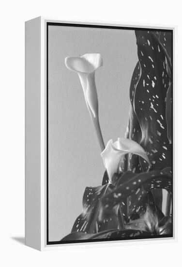 Black and White Calla Study-Anna Miller-Framed Premier Image Canvas