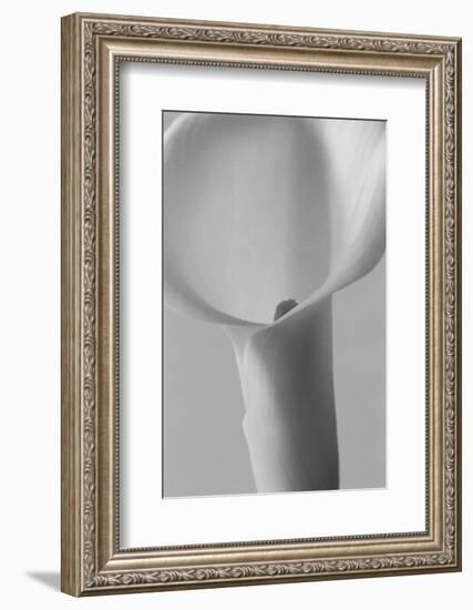 Black and White Calla Study-Anna Miller-Framed Photographic Print