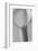 Black and White Calla Study-Anna Miller-Framed Photographic Print