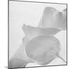 Black and White Calla Study-Anna Miller-Mounted Photographic Print