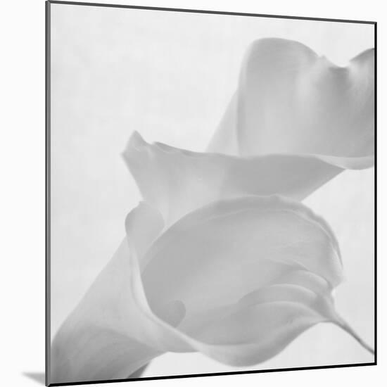 Black and White Calla Study-Anna Miller-Mounted Photographic Print