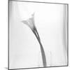 Black and White Calla Study-Anna Miller-Mounted Photographic Print