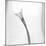 Black and White Calla Study-Anna Miller-Mounted Photographic Print