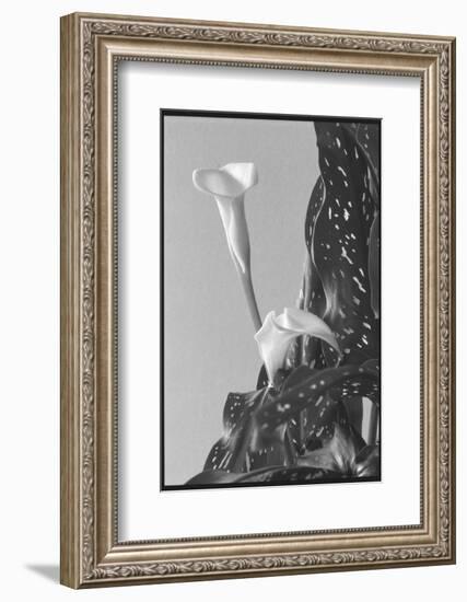 Black and White Calla Study-Anna Miller-Framed Photographic Print