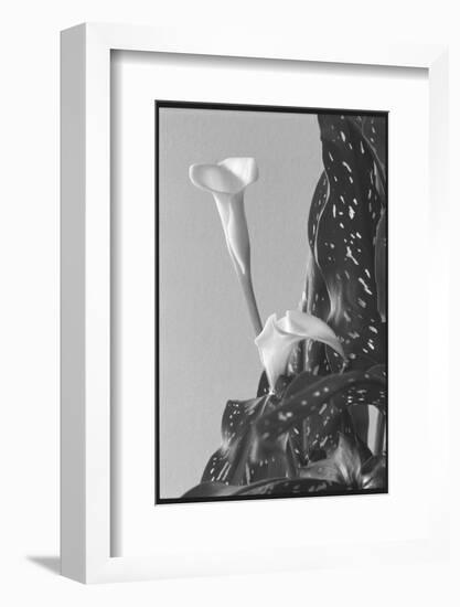 Black and White Calla Study-Anna Miller-Framed Photographic Print